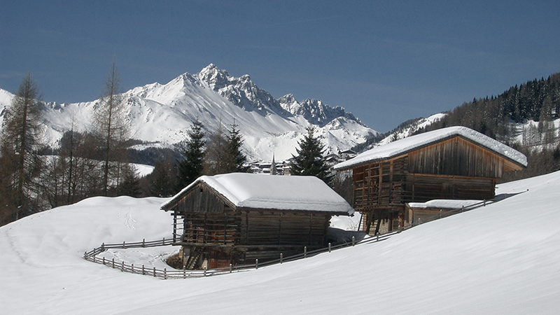 Sauris